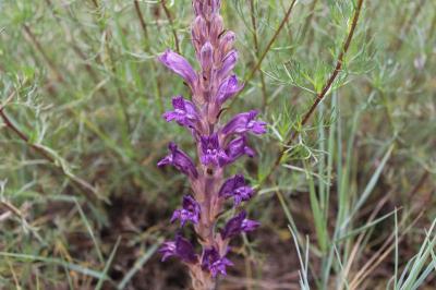 <i>Phelipanche arenaria</i>
