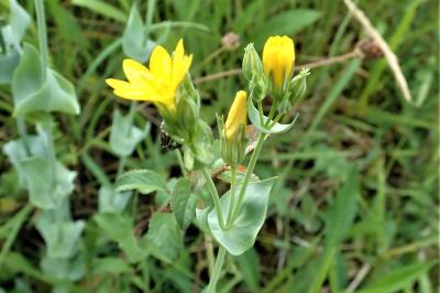 <i>Blackstonia perfoliata</i>