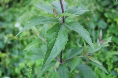 <i>Eupatorium cannabinum</i>