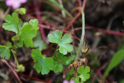<i>Geranium lucidum</i>