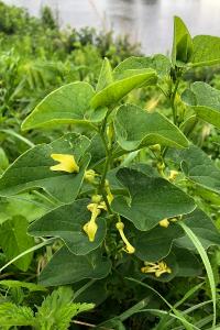 <i>Aristolochia clematitis</i>