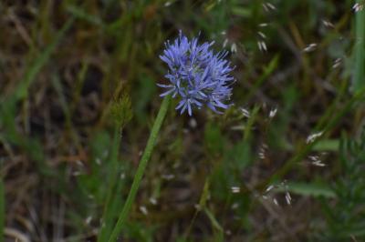 <i>Jasione montana</i>