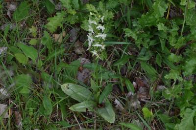 <i>Platanthera chlorantha</i>