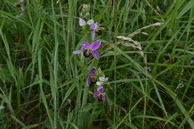 <i>Ophrys apifera</i>