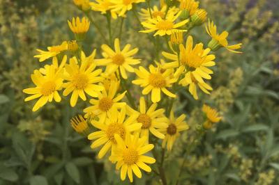 <i>Senecio vulgaris</i>