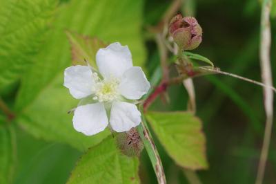 <i>Rubus caesius</i>