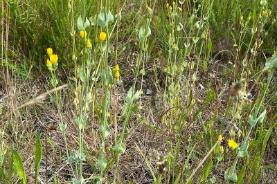 <i>Blackstonia perfoliata</i>