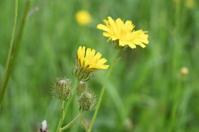 <i>Crepis</i>