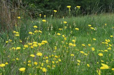 <i>Crepis</i>