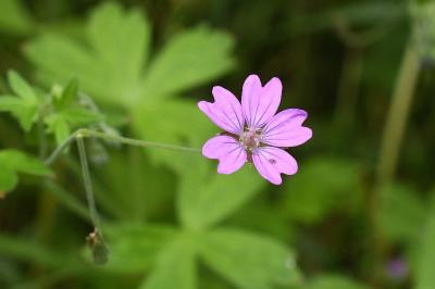 <i>Geranium pyrenaicum</i>