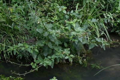 <i>Scrophularia auriculata</i>
