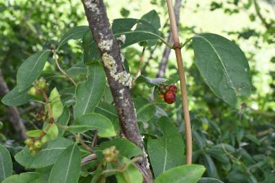 <i>Lonicera periclymenum</i>