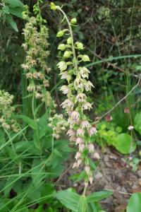 <i>Epipactis helleborine</i>