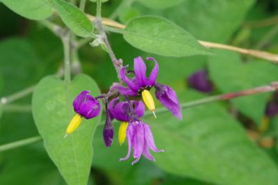 <i>Solanum dulcamara</i>