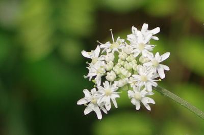 <i>Heracleum sphondylium</i>