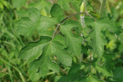 <i>Heracleum sphondylium</i>