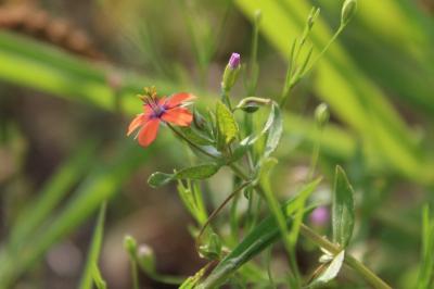 <i>Lysimachia arvensis</i>