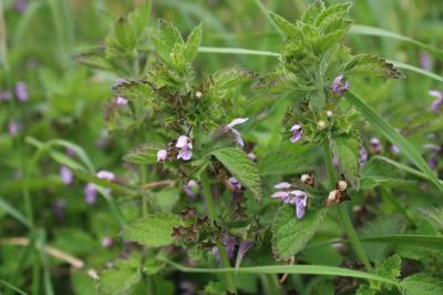 <i>Ballota nigra</i>