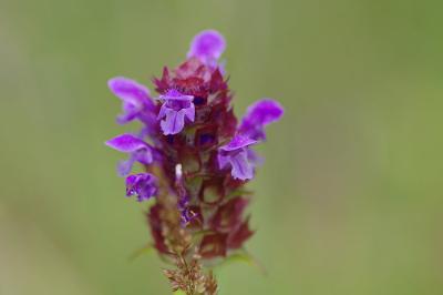 <i>Prunella vulgaris</i>