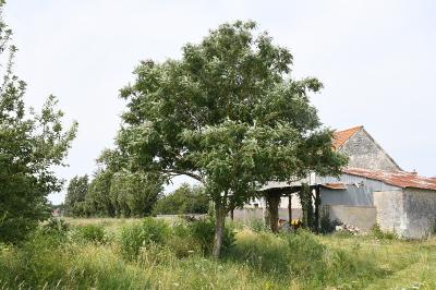 <i>Robinia</i>