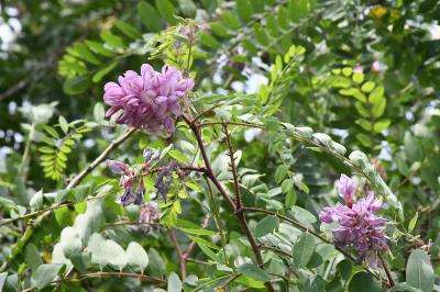 <i>Robinia</i>