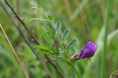 <i>Vicia segetalis</i>
