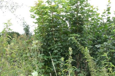 <i>Acer pseudoplatanus</i>