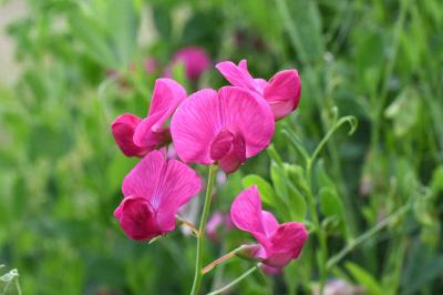 <i>Lathyrus tuberosus</i>