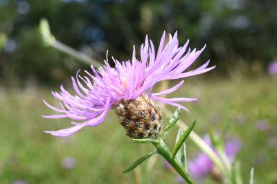 <i>Centaurea jacea</i>