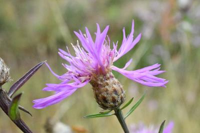 <i>Centaurea jacea</i>