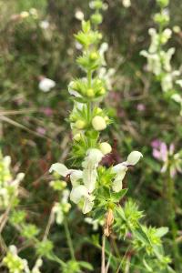 <i>Stachys recta</i>