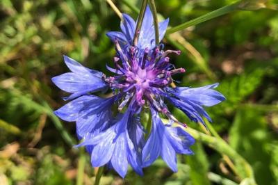 <i>Cyanus segetum</i>