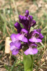 <i>Anacamptis morio</i>