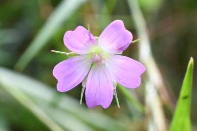 <i>Geranium columbinum</i>