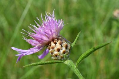<i>Centaurea jacea</i>