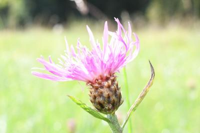<i>Centaurea jacea</i>