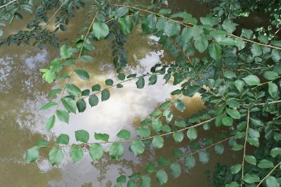 <i>Ulmus minor</i>