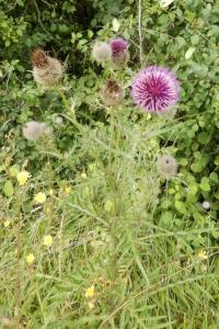 <i>Cirsium eriophorum</i>