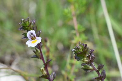 <i>Euphrasia</i>