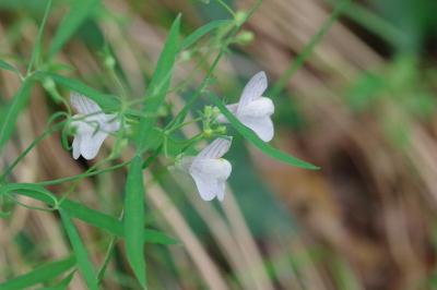 <i>Linaria repens</i>