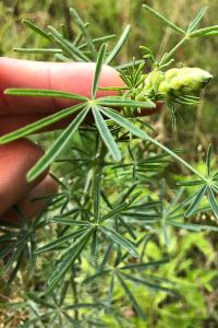 <i>Lupinus angustifolius</i>