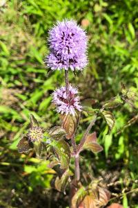 <i>Mentha aquatica</i>