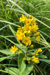 <i>Lysimachia vulgaris</i>