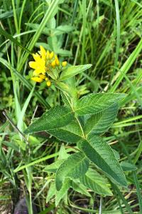 <i>Lysimachia vulgaris</i>