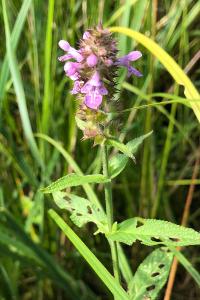 <i>Stachys palustris</i>