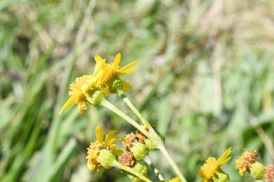 <i>Jacobaea aquatica</i>