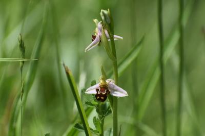 <i>Ophrys apifera</i>
