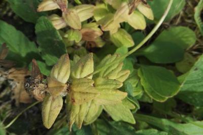 <i>Ajuga genevensis</i>