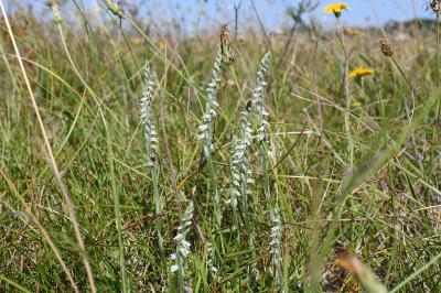 <i>Spiranthes spiralis</i>
