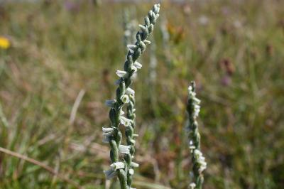 <i>Spiranthes spiralis</i>